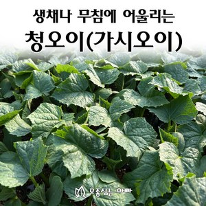 [모종심는아빠] 생채나 무침에 어울리는 청오이 모종, 모종10개, 1개