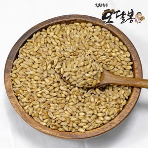 힘찬농부오달봉 국산 통밀, 10kg