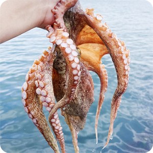 통영 자연산 활 돌문어 최상급 1kg 2-3미 내외, 4개