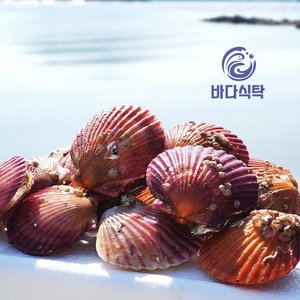 바다의품격 통영 제철 세척 비단 홍가리비 1kg, 1개