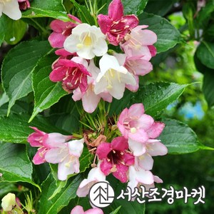 병꽃나무 묘목 삼색병꽃 6치화분 개화주 서산조경마켓, 1개