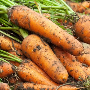 옥이네청과 국내산 흙 당근, 1개, 5kg 중