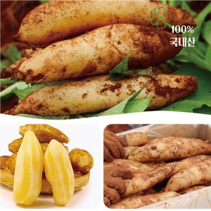 청원농산 햇야콘 5kg 10kg, 특품(즙용)랜덤 5kg, 1개