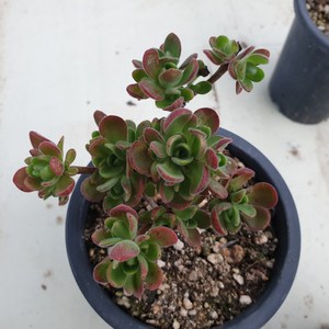 [수암다육] 아도데스 랜덤발송 Aeonium saundesii (Adodes) 다육 다육이 다육식물, 1개