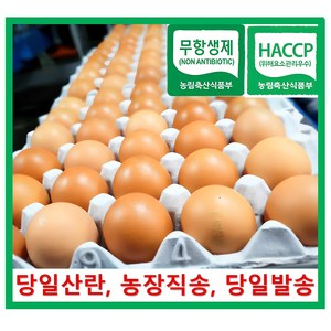 [알부자집] 무항생제계란 대란(52g~59g), 30구, 3개