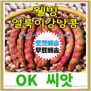 [OK씨앗] [웰빙얼룩이강낭콩] 강낭콩씨앗 종자(오케이씨앗), 30g