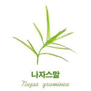 나자스말 수초 키우기 새우 은신처 치어은신처 10촉, 10개