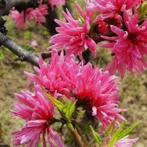 [반짝세일] 경무화도 (경무도화) 꽃복숭아나무 묘목 - 1년생 접목묘, 1개, 2. 접목/1년생/상묘