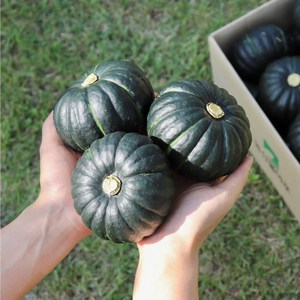 즉시출고 산지직송 미니밤호박, 미니밤호박 3kg(5~9개), 1개