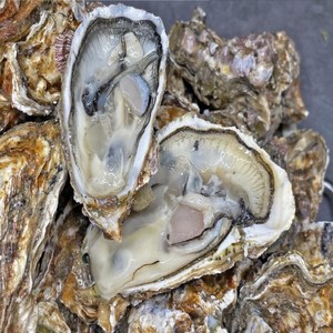 산지직송 통영 석화 석화굴 각굴 굴 통각굴 생굴 깐굴 하프셀 반각굴 산지직송, 5kg, 1개