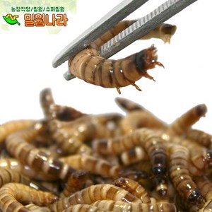 밀웜나라 살아있는 슈퍼밀웜 4~5cm(대) 100마리(1팩)+안전포장, 50g, 2팩