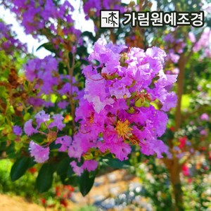 배롱나무 묘목 자금령(보라색꽃) 4치장포트 개화주 백일홍 묘목 가림원예조경, 1개