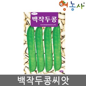 백작두콩씨앗 10립 작두콩씨앗 작두콩씨 콩씨앗 콩씨, 백작두콩