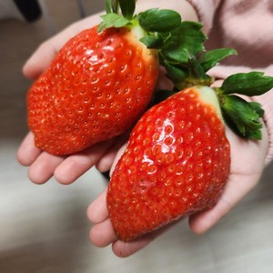 딸기명인 새벽수확 논산 킹스베리 왕딸기, 대왕특대(5~7과), 1개