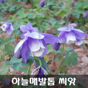 [해피플라워] 하늘매발톱 씨앗 1000립 / 봄 가을 파종 야생화 꽃씨, 1개