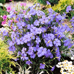 [모야모 꽃씨] 비스카리아 3색상 씨앗 선택구매, 1개, 블루엔젤 30립