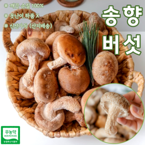 [농장직송] 신선한 송고버섯 송화고버섯 송향 버섯 송화 1KG 가정용 선물용 버섯전 버섯파스타 버섯밥 구이용버섯 베타글루칸 레티오닌 산지직송 그린푸드케어, 송향버섯 가정용 1KG, 1개