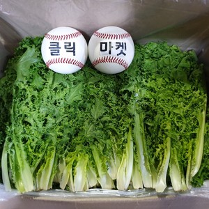 클릭마켓 국내산 치커리 2kg 쌈채소 샐러드, 1개