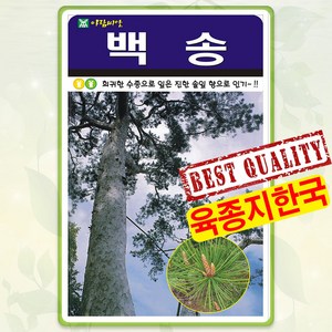 백송 씨앗 100립 소나무 종자 씨 봄 여름 가을 나무씨앗 백송나무씨 AR, 1개