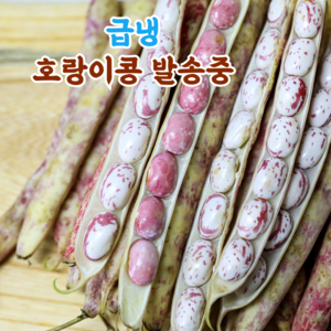 국산 햇 껍질 호랑이콩 울타리콩 밤콩 매화콩, 1개, 4kg