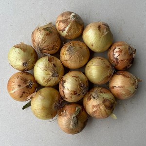 국내산 햇 양파 최상품, 5kg(특), 1개