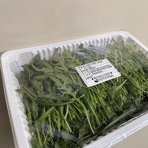 와일드루꼴라 500g 1팩, 1개