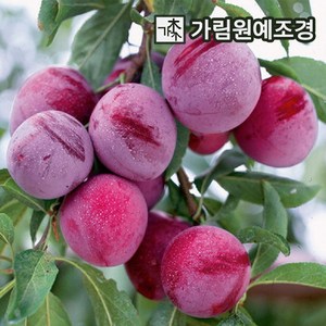 자두나무 대왕자두 R4cm 결실주 유실수 가림원예조경, 1개