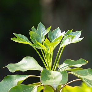 [충북농원] 황칠나무 묘목 - 2년생~4년생 포트묘, 실생/4년생/포트, 1개