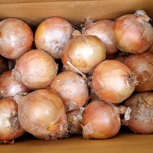 [디어푸르츠] 국내산 양파 잘말려 단단한 무안 햇 양파, 1박스, 3kg(소)