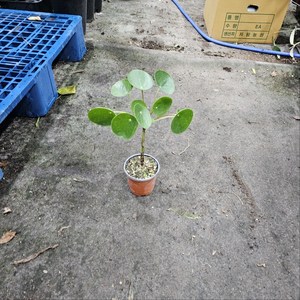 외목대 필레아페페 소품 반려식물 묵은둥이 식물학박사, 1개, 기본