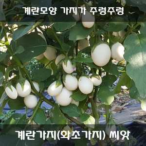 [해피플라워] 달걀모양 열매가 주렁주렁 달리는 계란가지 씨앗 300립 / 봄 여름 파종 화초가지 꽃씨, 1개