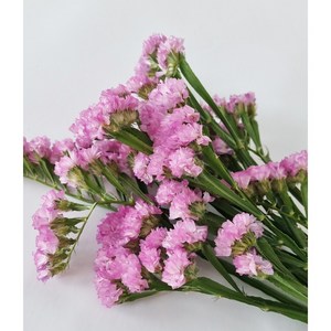 스타티스 생화 꽃배달 당일배송 플로라블룸, 화이트 스타티스