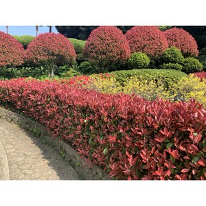 레드로빈 홍가시나무 묘목 분묘 80 1m 1m20 1m50 상록수 조경용, 1개