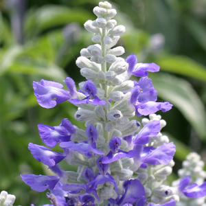 샐비어 스트라타 블루세이지/사루비아 (꽃씨앗/10립)Salvia Strata, 1개