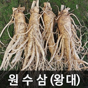 청명네이처 금산인삼 수삼(원수삼) 왕대 (750g) (4~5뿌리), 1개, 750g