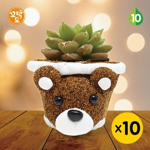 [꼬막동네] 곰돌이 코코넛 화분 만들기 생다육이 10인용(다육이 랜덤)