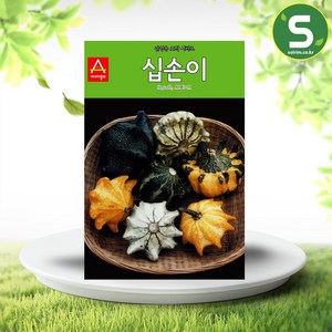 관상용 십손이 호박씨앗 10립, 1개