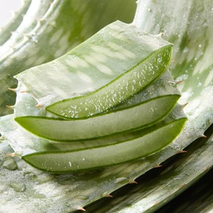 [유기농] 한림알로에 껍질째 먹는 생알로에 생잎 사포나리아1kg, 1kg, 1개