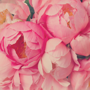 [AF] 스윗피오니 ( 알러지프리 ) Sweet Peony, 1L, 1개