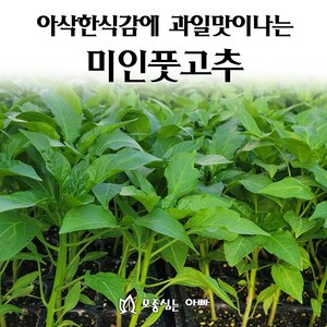 [모종심는아빠] 아삭한식감과 과일맛나는 미인풋고추 모종, 모종5개