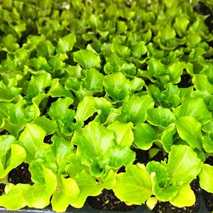 농사친구 상추 쌈채소 모종 반판 36구, 청생채(아삭이), 1개