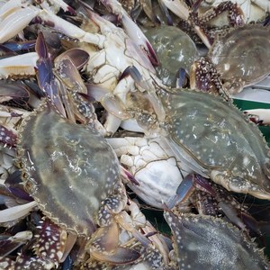 산지직송 국내산 서해안 알배기 활 암꽃게 숫꽃게 생물 급냉 냉동 꽃게 1kg 2kg 3kg 4kg 5kg, 1. 활 암꽃게 1kg, 1개