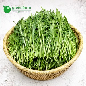 와일드루꼴라 1kg, 1개
