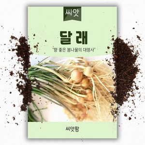 씨앗팜 달래 씨앗 종자 300립 달래씨 산나물 봄나물 채소 씨앗 달래주아 종패, 1개