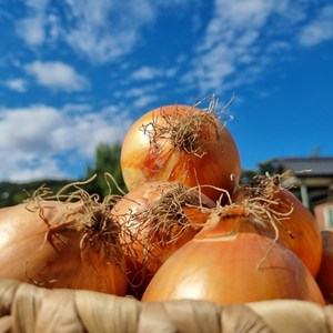 산지직송 국내산 무안 햇양파 3kg 5kg 10kg, 10kg 중, 1개