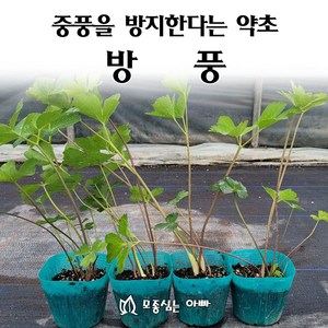 [모종심는아빠] 풍을 예방하는 약초 방풍모종, 1개