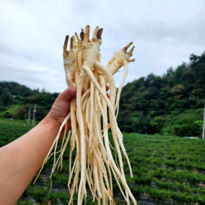 도라지 약도라지 깐도라지 흙 세척 햇 생도라지 24년 11월 수확 국산 3년근 1kg, 세척약도라지(상품) 1kg, 1개