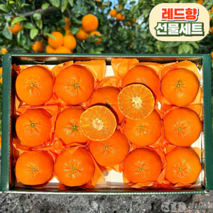 [산지직송] 프리미엄 고당도 레드향 선물세트, 1개, 선물용 5kg