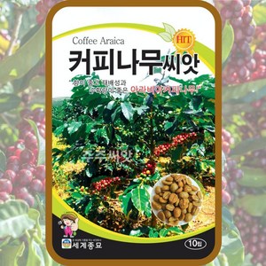 커피 씨앗 나무 종자 커피씨 판매 coffee seed 10알, 1개