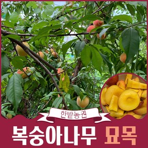 복숭아나무 묘목 결실주 3-4년생 백도 황도 천도(신비) 유실수 과일나무키우기 재배 수확, 백도 3년생, 1개